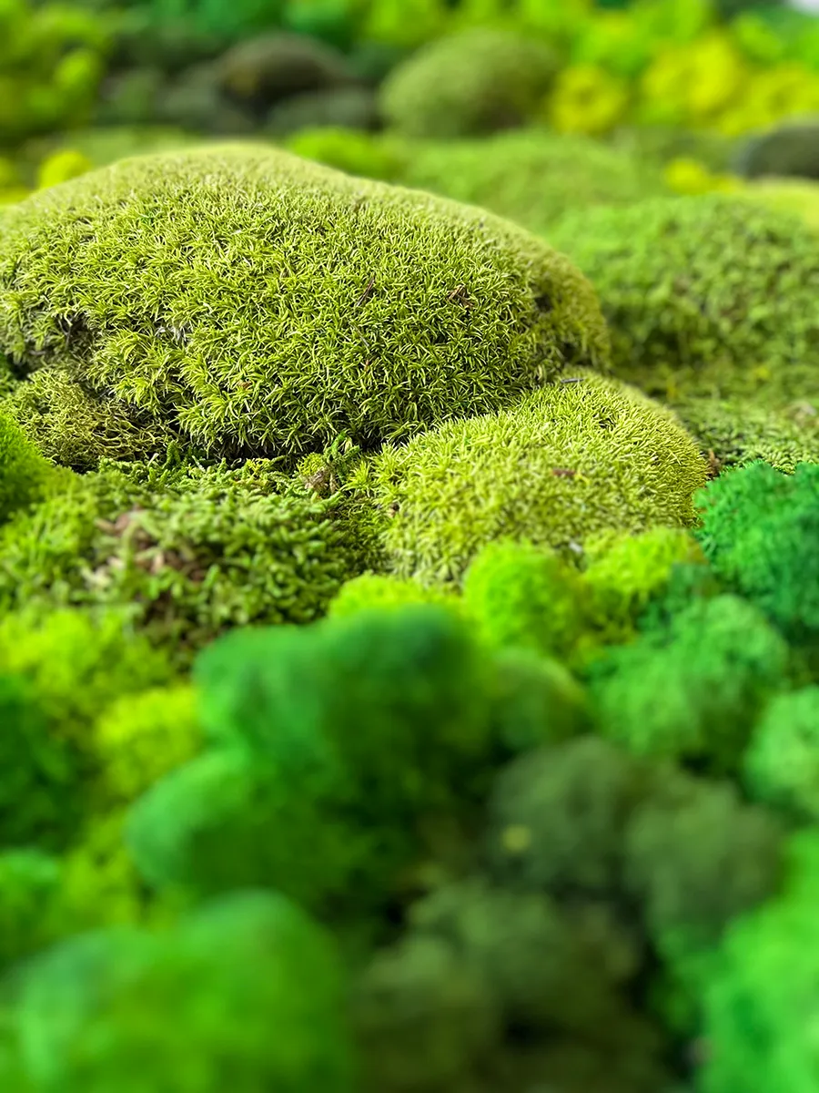 Круглое панно из стабилизированного мха для массажного салона закзать в спб.